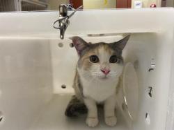 Shelter Stray Female Cat last seen 39TH AND NORTH AV, 3839 W Burnham St, West Milwaukee, WI 53215, USA