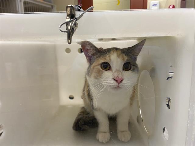 Shelter Stray Female Cat last seen 39TH AND NORTH AV, 3839 W Burnham St, West Milwaukee, WI 53215, USA