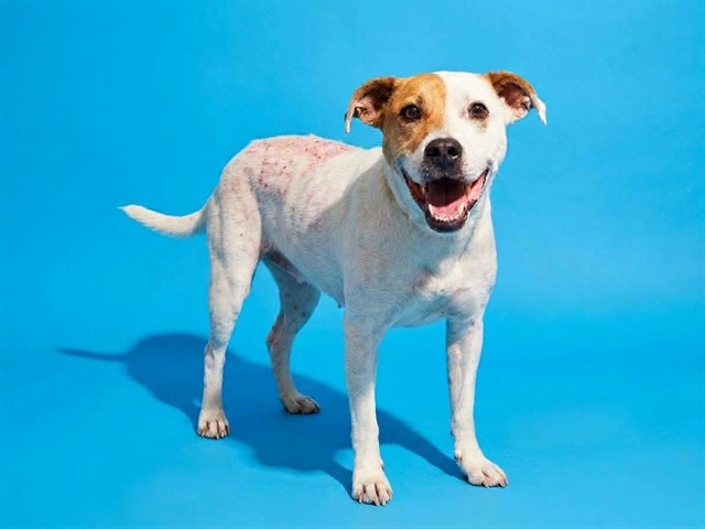 Shelter Stray Female Dog last seen Near BLOCK FELDMAN RD, 2020 Forest St, Jacksonville, FL 32204, USA