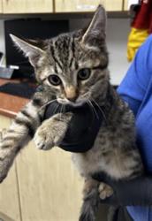 Shelter Stray Male Cat last seen , 600 Aviation Dr, Camarillo, CA 93010, USA