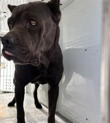 Shelter Stray Female Dog last seen KILZER AVE/ DEAN ST, 95652, 3839 Bradshaw Rd, Sacramento, CA 95827, USA