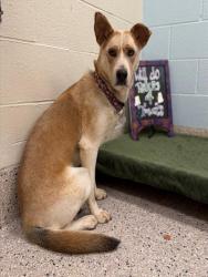 Shelter Stray Female Dog last seen Near BLOCK E 66TH PL, 12155 Park Blvd, Brighton, CO 80601, USA