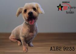 Shelter Stray Male Dog last seen , 1850 W 60th St, Los Angeles, CA 90047, USA