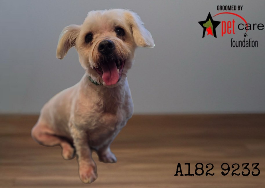 Shelter Stray Male Dog last seen , 1850 W 60th St, Los Angeles, CA 90047, USA