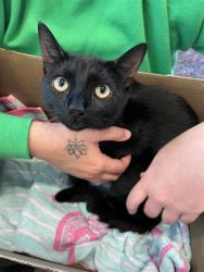 Shelter Stray Male Cat last seen CHAPEL CREEK, 31078 LA-36, Lacombe, LA 70445, USA