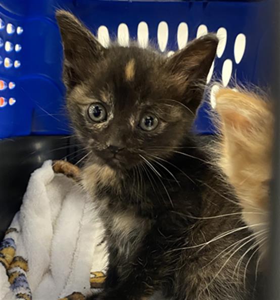 Shelter Stray Female Cat last seen Near, 5001 E Raymond St, Indianapolis, IN 46203, USA