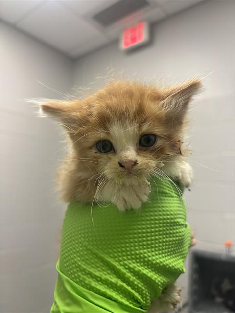 Shelter Stray Male Cat last seen Near, 5001 E Raymond St, Indianapolis, IN 46203, USA