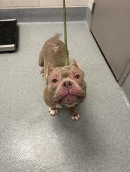 Shelter Stray Female Dog last seen Near, 5001 E Raymond St, Indianapolis, IN 46203, USA