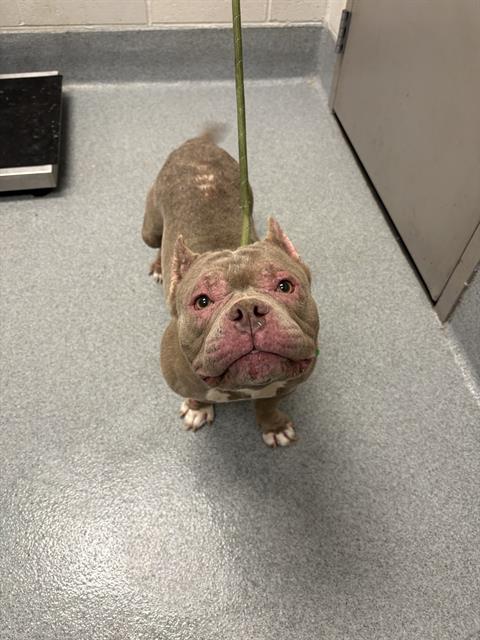 Shelter Stray Female Dog last seen Near, 5001 E Raymond St, Indianapolis, IN 46203, USA