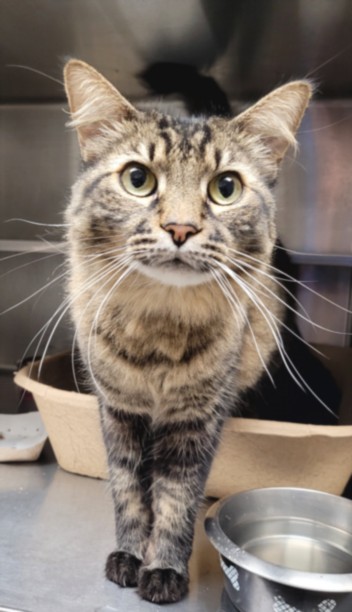 Shelter Stray Female Cat last seen , 14409 Vanowen St, Van Nuys, CA 91405, USA