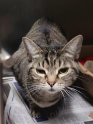 Shelter Stray Female Cat last seen , 14409 Vanowen St, Van Nuys, CA 91405, USA