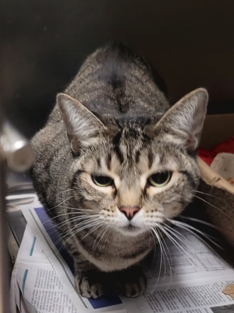 Shelter Stray Female Cat last seen , 14409 Vanowen St, Van Nuys, CA 91405, USA