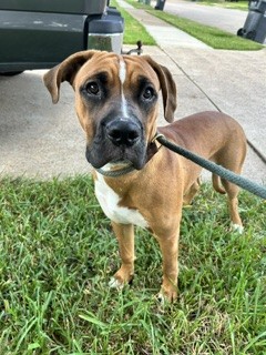 Shelter Stray Male Dog last seen BRIGHTON LN, 8311 Freedom Dr, Pearland, TX 77581, USA