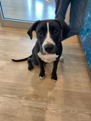 Shelter Stray Male Dog last seen CLIFF STONE RD, 8311 Freedom Dr, Pearland, TX 77581, USA