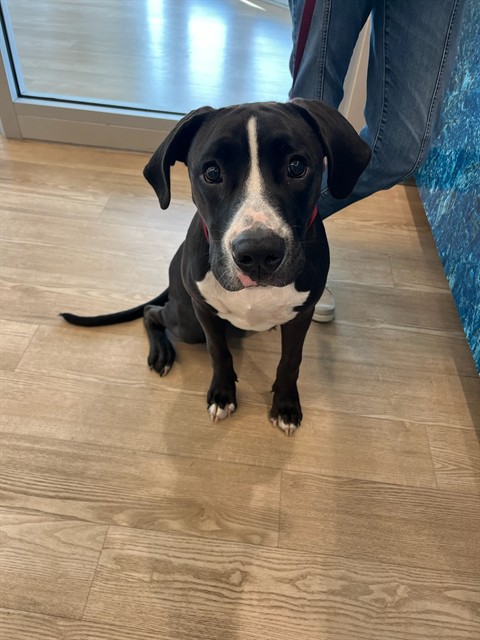 Shelter Stray Male Dog last seen CLIFF STONE RD, 8311 Freedom Dr, Pearland, TX 77581, USA