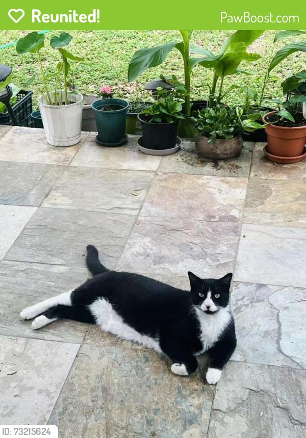 Reunited Male Cat last seen Feather Trail, Eagle Bend,, San Antonio, TX 78023