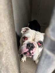 Shelter Stray Female Dog last seen SIERRA/ SAN BERNARDINO, 333 Chandler Pl, San Bernardino, CA 92408, USA