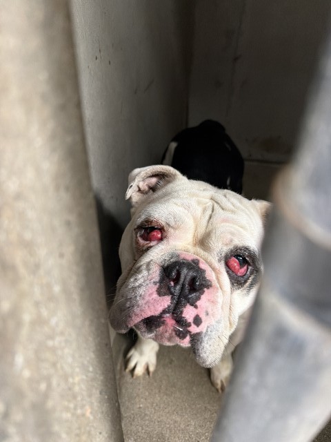 Shelter Stray Female Dog last seen SIERRA/ SAN BERNARDINO, 333 Chandler Pl, San Bernardino, CA 92408, USA