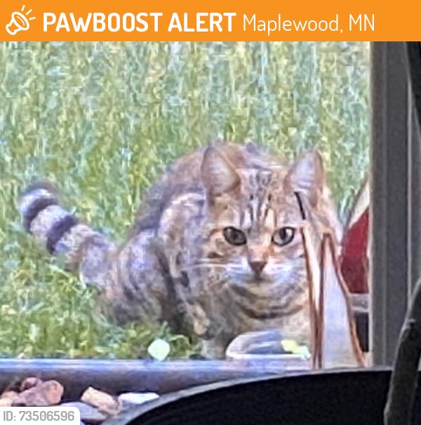 Found/Stray Unknown Cat last seen Near Phalen golf course, Maplewood, MN 55109
