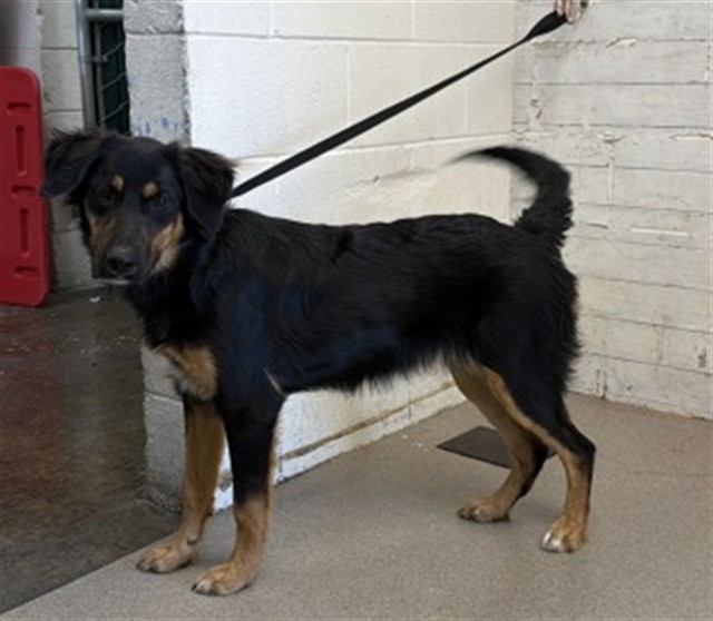 Shelter Stray Female Dog last seen N WESTERN AVE X HIGHLAND AVE, 333 Chandler Pl, San Bernardino, CA 92408, USA