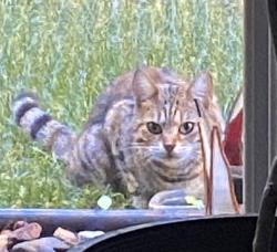 Found/Stray Unknown Cat last seen Near Phalen golf course, Maplewood, MN 55109