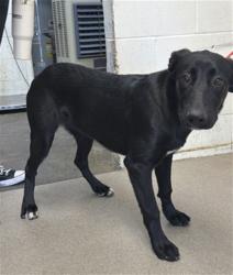 Shelter Stray Female Dog last seen Near BLOCK FREEWAY HWY AND STATE ST, 333 Chandler Pl, San Bernardino, CA 92408, USA