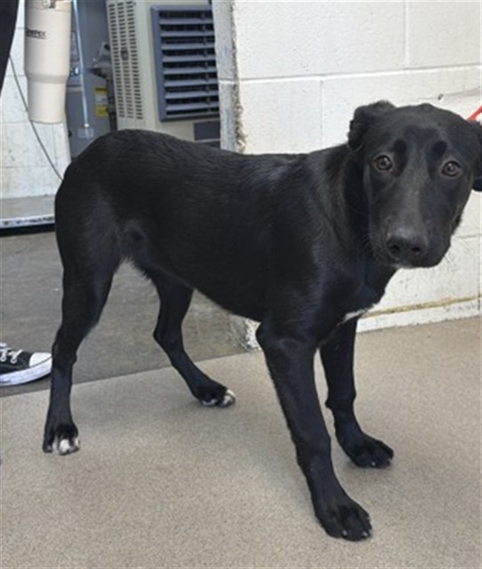 Shelter Stray Female Dog last seen Near BLOCK FREEWAY HWY AND STATE ST, 333 Chandler Pl, San Bernardino, CA 92408, USA