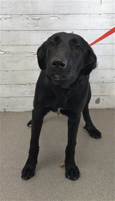Shelter Stray Female Dog last seen Near BLOCK FREEWAY HWY AND STATE ST, 333 Chandler Pl, San Bernardino, CA 92408, USA