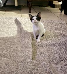 Shelter Stray Female Cat last seen Near BLOCK SENISA, 4710 TX-151, San Antonio, TX 78227, USA