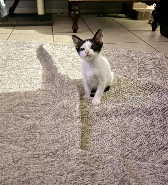 Shelter Stray Female Cat last seen Near BLOCK SENISA, 4710 TX-151, San Antonio, TX 78227, USA