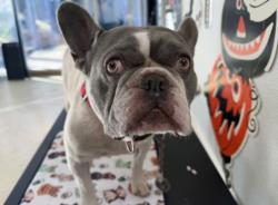 Shelter Stray Male Dog last seen , 957 N Gaffey St, San Pedro, CA 90731, USA