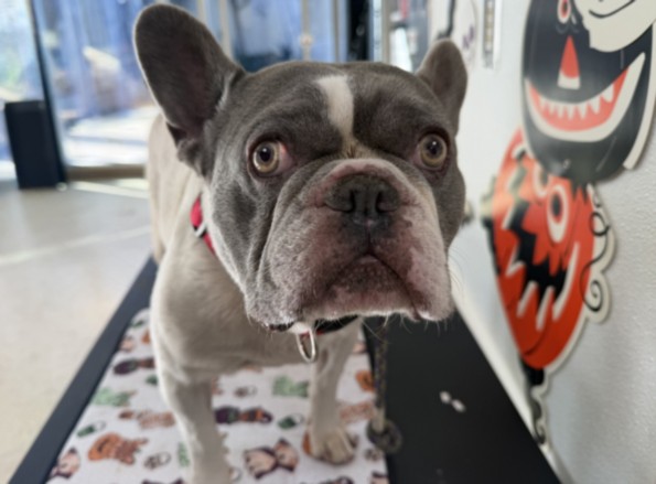 Shelter Stray Male Dog last seen , 957 N Gaffey St, San Pedro, CA 90731, USA