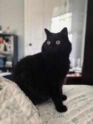 Lost Male Cat last seen S Wadsworth Blvd and West Yale Avenue, Denver, CO 80227