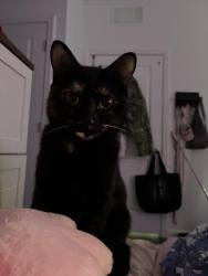 Lost Female Cat last seen Grass, Jacksonville, FL 32210