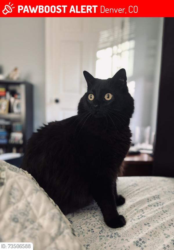 Lost Male Cat last seen S Wadsworth Blvd and West Yale Avenue, Denver, CO 80227