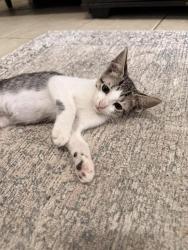 Shelter Stray Male Cat last seen Near BLOCK SENISA, 4710 TX-151, San Antonio, TX 78227, USA