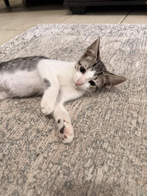 Shelter Stray Male Cat last seen Near BLOCK SENISA, 4710 TX-151, San Antonio, TX 78227, USA