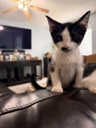Shelter Stray Male Cat last seen Near BLOCK SENISA, 4710 TX-151, San Antonio, TX 78227, USA