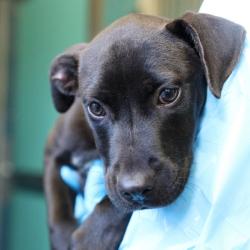 Shelter Stray Female Dog last seen MARBACH RD, 4710 TX-151, San Antonio, TX 78227, USA