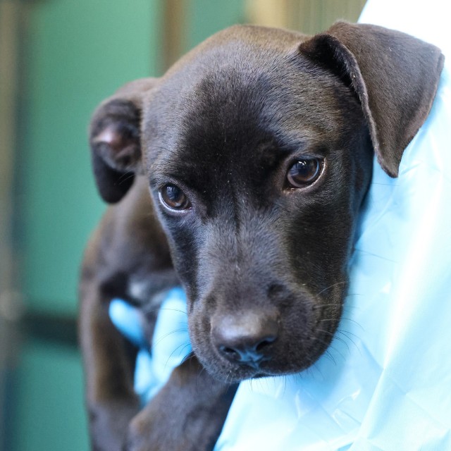 Shelter Stray Female Dog last seen MARBACH RD, 4710 TX-151, San Antonio, TX 78227, USA