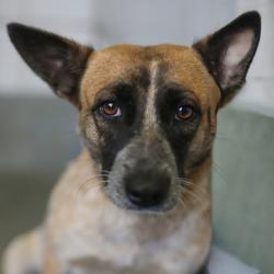 Shelter Stray Female Dog last seen Near BLOCK RIGSBY, 4710 TX-151, San Antonio, TX 78227, USA