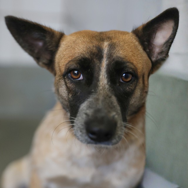 Shelter Stray Female Dog last seen Near BLOCK RIGSBY, 4710 TX-151, San Antonio, TX 78227, USA