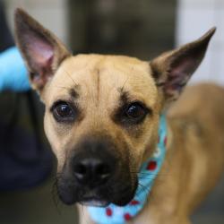 Shelter Stray Female Dog last seen Near BLOCK GULF ST, 4710 TX-151, San Antonio, TX 78227, USA