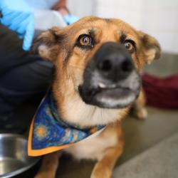 Shelter Stray Female Dog last seen Near BLOCK GROSVENOR, 4710 TX-151, San Antonio, TX 78227, USA
