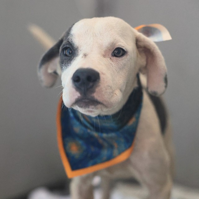 Shelter Stray Female Dog last seen TEXAS AVE AND NEFF AVE, 4710 TX-151, San Antonio, TX 78227, USA