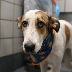 Shelter Stray Female Dog last seen Near BLOCK SAN FERNANDO ST, 4710 TX-151, San Antonio, TX 78227, USA