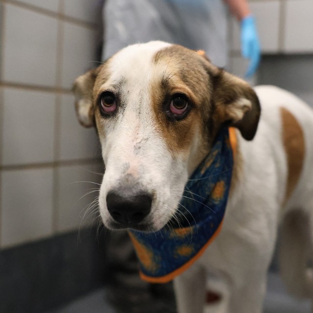 Shelter Stray Female Dog last seen Near BLOCK SAN FERNANDO ST, 4710 TX-151, San Antonio, TX 78227, USA