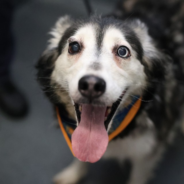 Shelter Stray Female Dog last seen HWY 90, 4710 TX-151, San Antonio, TX 78227, USA