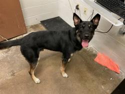 Shelter Stray Male Dog last seen Near BLOCK LUCAS AND HUNT,63137, 10521 Baur Blvd, Olivette, MO 63132, USA
