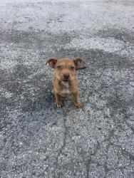 Shelter Stray Female Dog last seen Near BLOCK W CESAR E CHAVEZ BLV, 4710 TX-151, San Antonio, TX 78227, USA